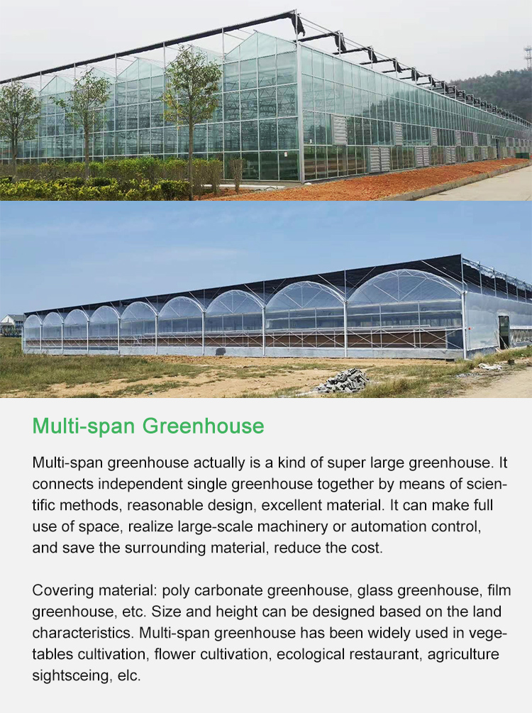 Multi-span greenhouse actually is a kind of super large greenhouse