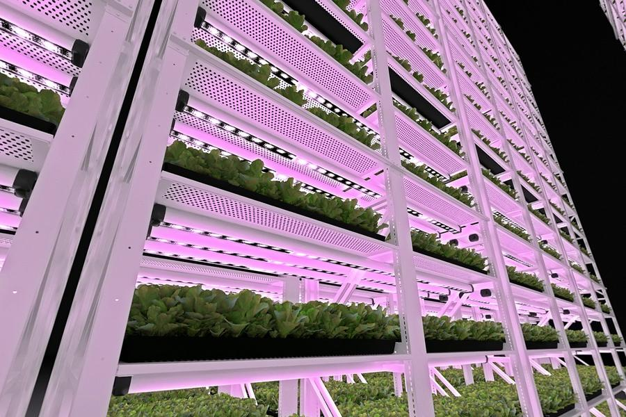 Indoor Vertical Farming Anbausysteme